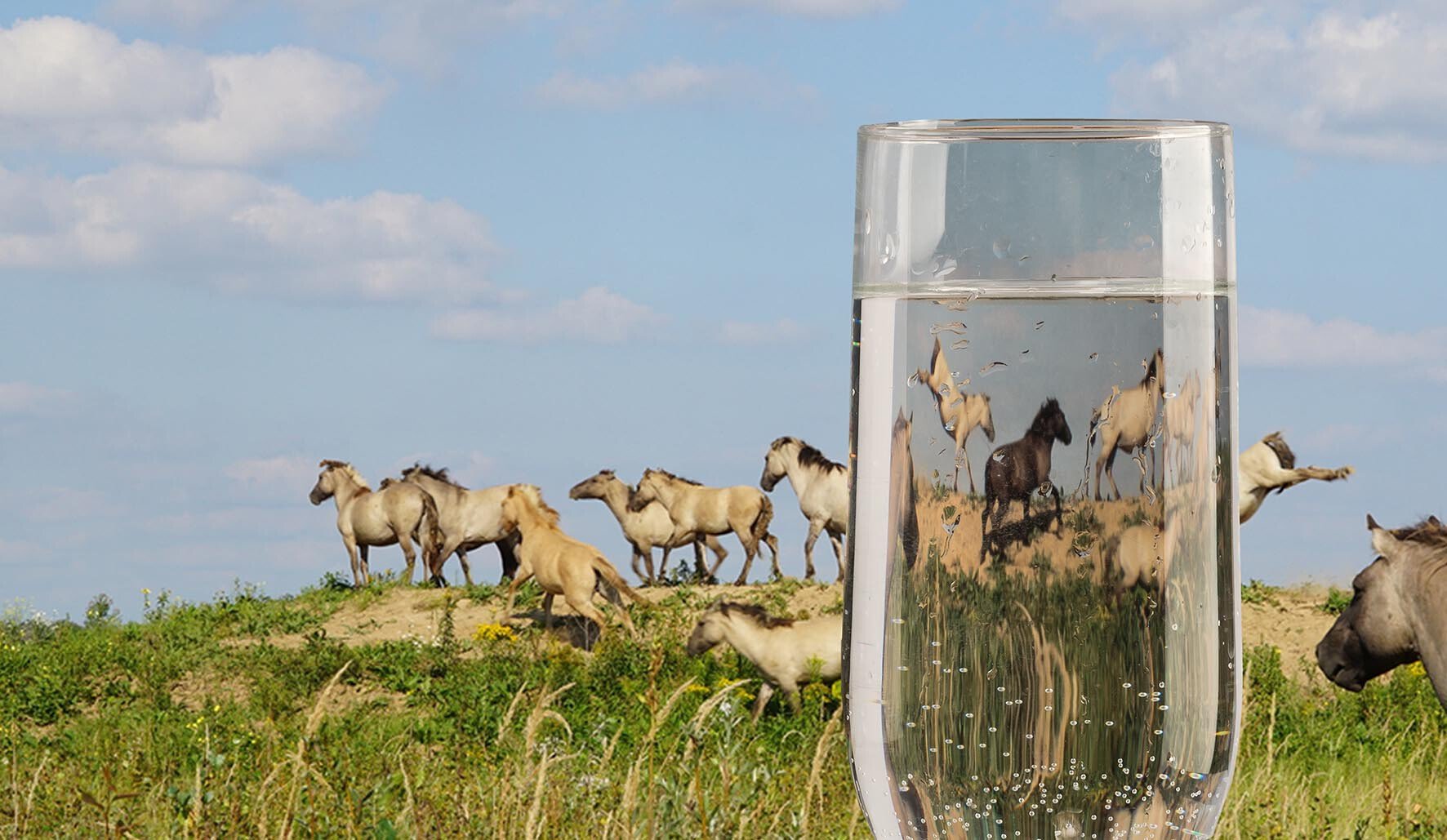 Waterbronnen Limburg Susteren en Roosteren